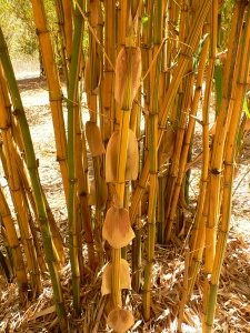 Bamboo in the sun
