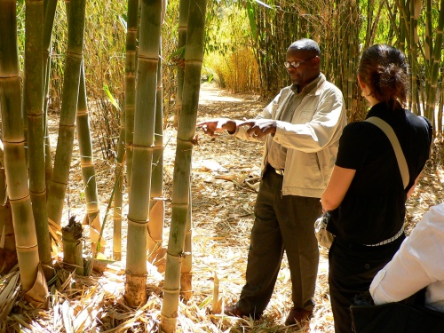 Learning about bamboo in Kenya